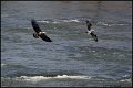 _1SB0826 bald eagle chasing osprey with fish